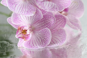 Beautiful orchid flowers with water drops on mirror surface, closeup