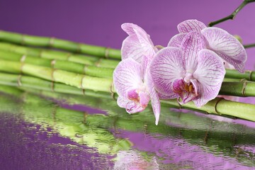 Beautiful orchid flowers with water drops and bamboo stems on mirror surface, closeup