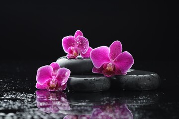 Beautiful orchid flowers with water drops and spa stones on mirror surface against black background