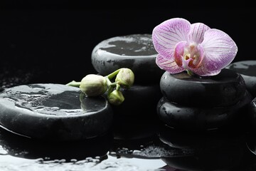 Beautiful orchid flower with water drops, buds and spa stones on dark surface against black...