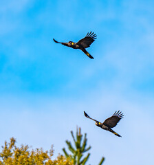 Black cockatoos