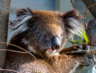 Koala portrait