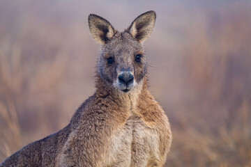 Kangaroo portrait