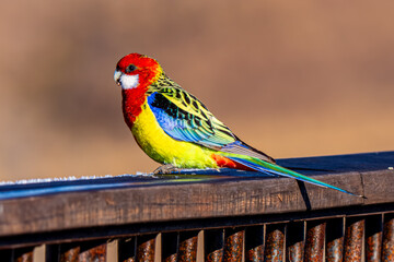 Eastern Rosella