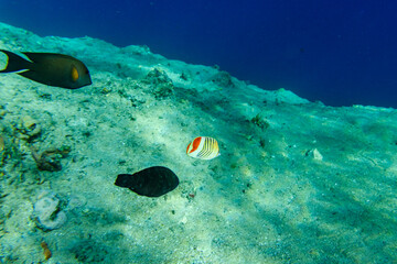 Colonies of the corals and tropical fishes at coral reef in Red sea