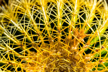 Background of the Golden barrel cactus (echinocactus grusonii)