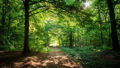 a tranquil forest path lined with lush green trees under a dappled canopy of sunlight filtering through the leaves the path is surrounded by verdant foliage and leads towards an open clearing