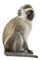 Obraz premium Cute monkey sitting and looking curious, isolated on white background, wildlife primate portrait