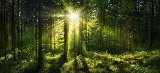 Luminous sunshine in a green forest clearing. The sun casts its beautiful rays through the trees, in panoramic format.
