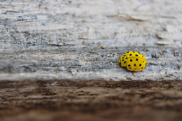 Close-up photograph of a yellow ladybird sitting on a tree