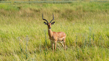 Sight of a vigilant male impala in the grassland, Khwai River Nature Reserve, Okavango Delta,...
