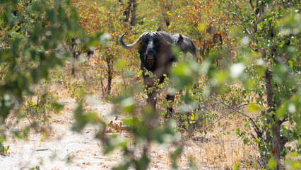 Black buffalo staying vigilant in the bush, Khwai River Nature Reserve, Okavango Delta, Botswana