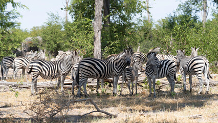 Herd of zebras resting in the shade at Khwai Nature Reserve, Okavango Delta, Botswana