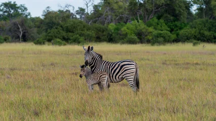 Gordijnen Zebra Mother zebra protecting her foal in the grassland, Khwai River Nature Reserve, Okavango Delta, Botswana  © Jose