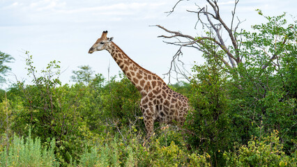 Adult giraffe feeding in the bush, Okavango Delta, Botswana © Jose