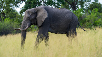 African elephant patrolling the grassland, Okavango Delta, Botswana