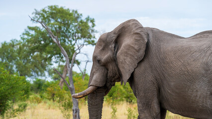 Obraz premium Sight of an african elephant in the wilderness, Khwai River Nature Reserve, Okavango Delta, Botswana