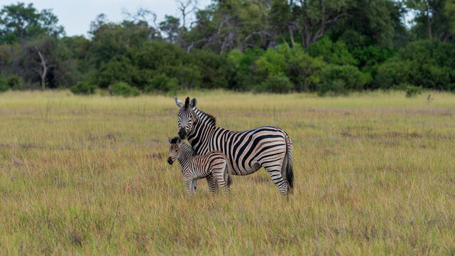 Mother zebra protecting her foal in the grassland, Khwai River Nature Reserve, Okavango Delta, Botswana