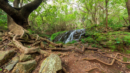 Obraz premium Hiking into the leafiness of Blyde River Canyon forest, Mpumalanga Province, South Africa