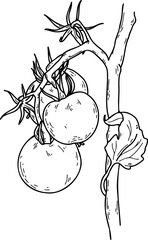 Hand drawn Tomatoes vector sketch illustration. Tomato branches.
