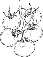 Hand drawn Tomatoes vector sketch illustration. Tomato branches.