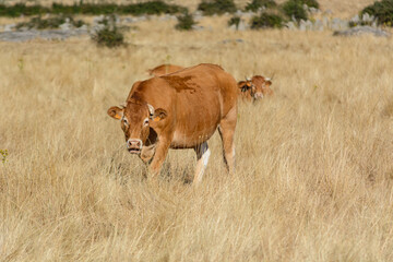Brown cow walking through dry grass with other cows in the background on a sunny day. Perfect image...