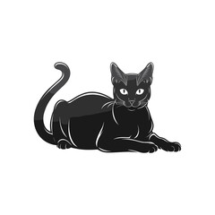 black cat on a white background photo image free download.