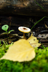 Exploring the intricate details of a mushroom on the vibrant autumn forest floor filled with color...
