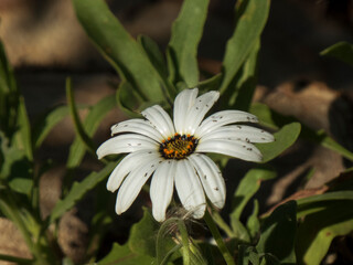 Single white daisy with dark center