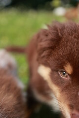 Brown and white dog with a brown face and brown fur