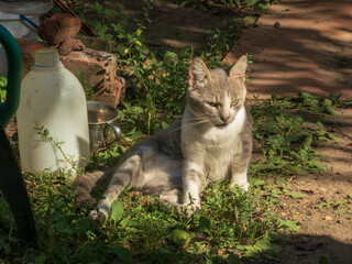 A gray and white domestic cat is sitting in a sunlit garden, squinting in the sun.