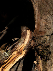 A broken branch revealing fresh wood