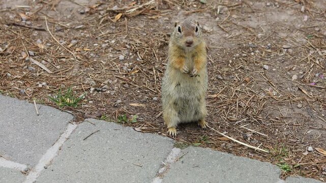 Ground squirrel on grass. Small rodent foraging and moving in natural habitat. Wildlife nature, animal behavior, and outdoor scene captured in high resolution. Ground squirrel in their natural habitat