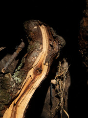 Weathered and Gnarly Tree Stump with Exposed Interior Wood