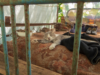 Sweet dream of a cute kitten