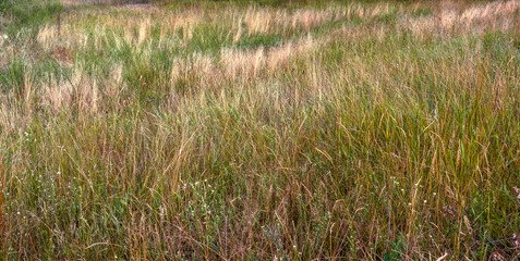 Wild grass growing in a field during summer