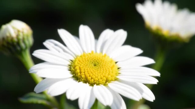 daisy flower closeup generate vo 2