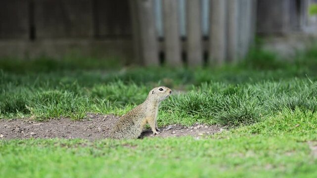 Ground squirrel on grass. Small rodent foraging and moving in natural habitat. Wildlife nature, animal behavior, and outdoor scene captured in high resolution. Ground squirrel in their natural habitat