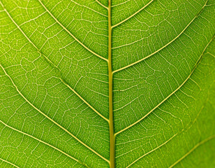 Obraz premium Eine elegante Hauskatze sitzt in einem Ledersessel, trägt einen Businessanzug und blickt ernst in die Kamera. Umgeben von Akten, Laptop und Kaffetasse – das perfekte CEO-Porträt mit Fell.