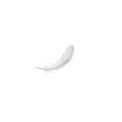 Obraz premium ingle White Feather on a Minimalist Background