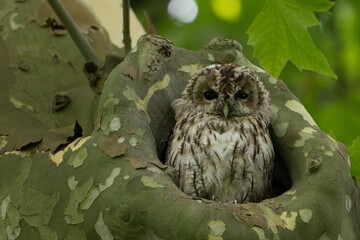 brown owl, tawny owl
