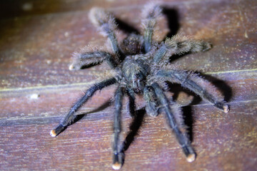 Avicularia spider on the wall