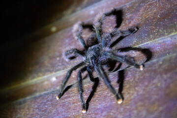 Avicularia spider on the wall