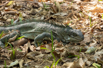 Fototapeta premium Iguana iguana on the ground