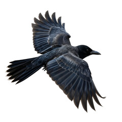 Naklejka premium Majestic crow soars powerfully, wings spread wide in flight embodying freedom and wild beauty a symbol of intelligence and mystery perfect for designs