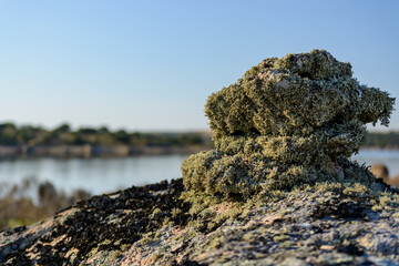 Close-up shot of a moss-covered rock with a blurred lake and forest in the background. The image...