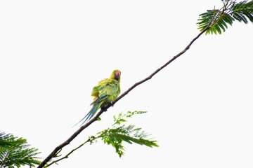 Vibrant, intelligent, and playful—parrots dazzle with their colorful feathers and mimicry skills, bringing joy and charm to any space with their lively personality and tropical beauty.