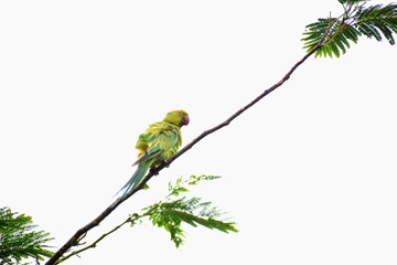 Vibrant, intelligent, and playful—parrots dazzle with their colorful feathers and mimicry skills, bringing joy and charm to any space with their lively personality and tropical beauty.