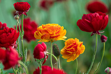 Obraz premium Red and orange flowers