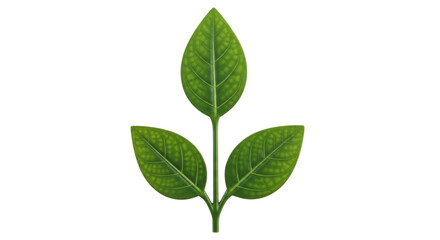 Fototapeta premium Isolated Green Leaves
